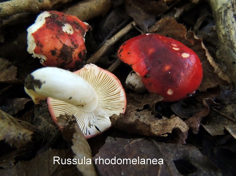 Russula rhodomelanea-amf102.jpg - Russula rhodomelanea ; Syn: Russula mairei var.rhodomelanea